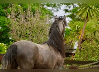 PRE, Gelding, 3 years, 15,2 hh, Gray