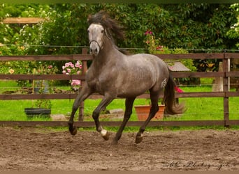 PRE, Gelding, 3 years, 15,2 hh, Gray