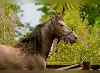 PRE, Gelding, 3 years, 15,2 hh, Gray