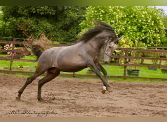 PRE, Gelding, 3 years, 15,2 hh, Gray