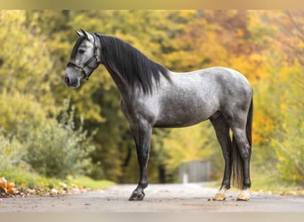 PRE Mix, Gelding, 3 years, 15,2 hh, Grey-Dark-Tan