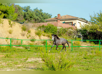 PRE Mix, Gelding, 3 years, 15,2 hh, Grey