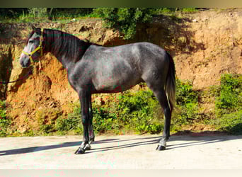 PRE Mix, Gelding, 3 years, 15,2 hh, Grey