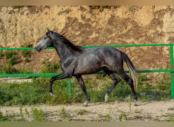 PRE Mix, Gelding, 3 years, 15,2 hh, Grey