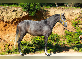 PRE Mix, Gelding, 3 years, 15,2 hh, Grey