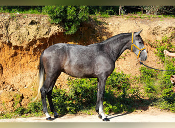 PRE Mix, Gelding, 3 years, 15,2 hh, Grey