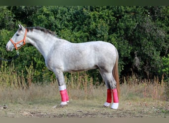 PRE Mix, Gelding, 3 years, 15,2 hh, Grey