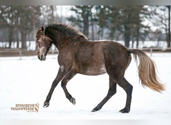 PRE Mix, Gelding, 3 years, 15,2 hh, Grey