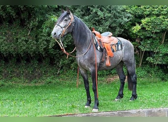 PRE, Gelding, 3 years, 16.1 hh, Grey-Dark-Tan