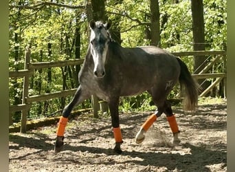 PRE Mix, Gelding, 3 years, 16.2 hh, Grey-Dark-Tan