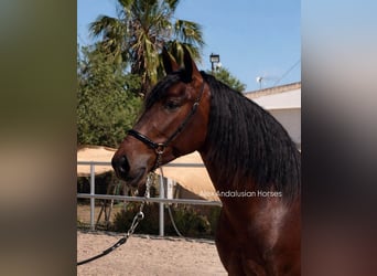 PRE Mix, Gelding, 3 years, 16 hh, Bay-Dark