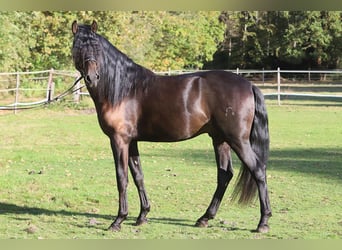 PRE Mix, Gelding, 3 years, 16 hh, Black