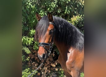 PRE Mix, Gelding, 3 years, 16 hh, Brown