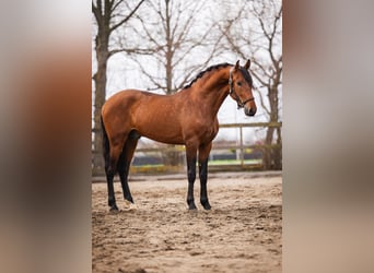 PRE, Gelding, 3 years, 16 hh, Brown