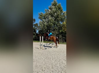 PRE, Gelding, 3 years, 16 hh, Chestnut-Red