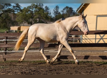 PRE Mix, Gelding, 3 years, 16 hh, Cremello