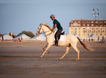 PRE Mix, Gelding, 3 years, 16 hh, Cremello