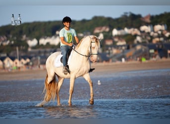 PRE Mix, Gelding, 3 years, 16 hh, Cremello