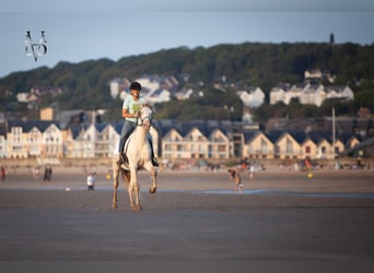 PRE Mix, Gelding, 3 years, 16 hh, Cremello