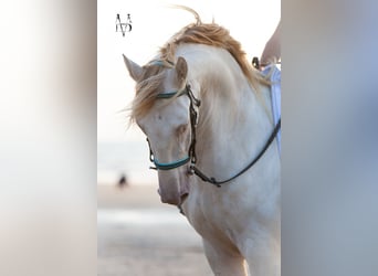 PRE Mix, Gelding, 3 years, 16 hh, Cremello