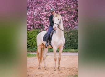 PRE Mix, Gelding, 3 years, 16 hh, Cremello