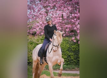 PRE Mix, Gelding, 3 years, 16 hh, Cremello