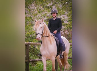 PRE Mix, Gelding, 3 years, 16 hh, Cremello