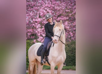 PRE Mix, Gelding, 3 years, 16 hh, Cremello