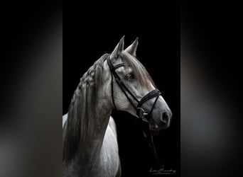 PRE, Gelding, 3 years, 16 hh, Gray