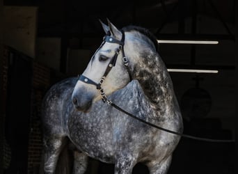 PRE, Gelding, 3 years, 16 hh, Grey-Dapple