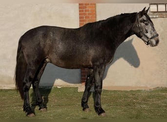 PRE, Gelding, 3 years, 16 hh, Grey-Dapple