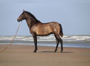 PRE, Gelding, 3 years, 16 hh, Grey