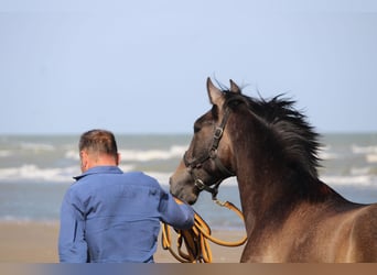 PRE, Gelding, 3 years, 16 hh, Grey