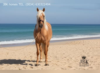 PRE, Gelding, 3 years, 16 hh, Palomino