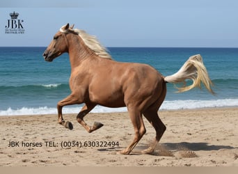 PRE, Gelding, 3 years, 16 hh, Palomino