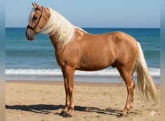 PRE, Gelding, 3 years, 16 hh, Palomino