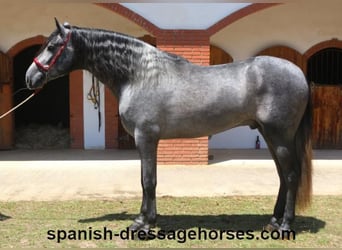PRE Mix, Gelding, 3 years, 16,1 hh, Gray