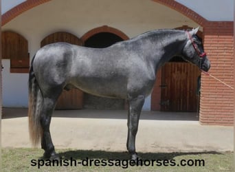 PRE Mix, Gelding, 3 years, 16,1 hh, Gray