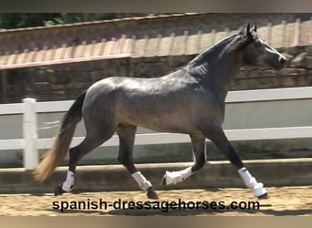 PRE Mix, Gelding, 3 years, 16,1 hh, Gray