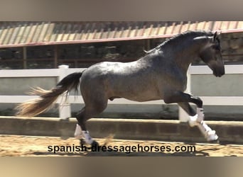 PRE Mix, Gelding, 3 years, 16,1 hh, Gray