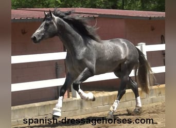 PRE Mix, Gelding, 3 years, 16,1 hh, Gray