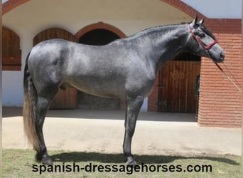 PRE Mix, Gelding, 3 years, 16,1 hh, Gray
