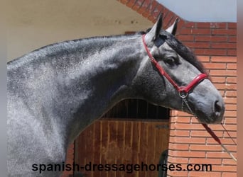 PRE Mix, Gelding, 3 years, 16,1 hh, Gray