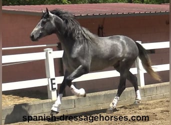 PRE Mix, Gelding, 3 years, 16,1 hh, Gray