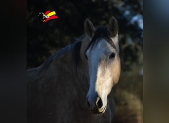 PRE, Gelding, 3 years, 17 hh, Can be white