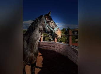 PRE, Gelding, 3 years, Bay-Dark