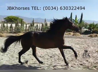 PRE Mix, Gelding, 3 years, Brown