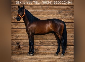 PRE Mix, Gelding, 3 years, Brown