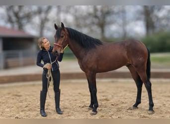 PRE, Gelding, 3 years, Brown