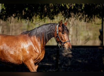 PRE, Gelding, 3 years, Brown
